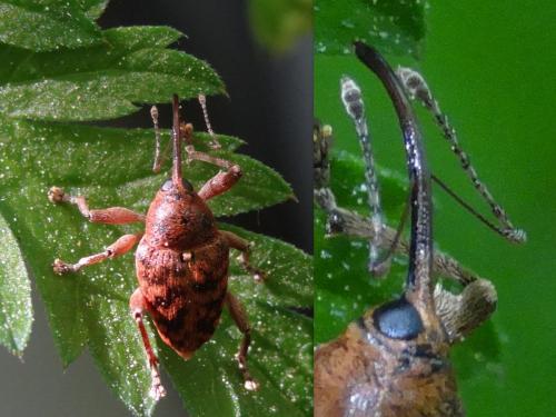 Réf. 181 695 : Curculio nucum